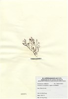 藏品(傘房龍鬚菜)的圖片